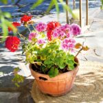 Cuánto viven los geranios Qué hacer después de la floración