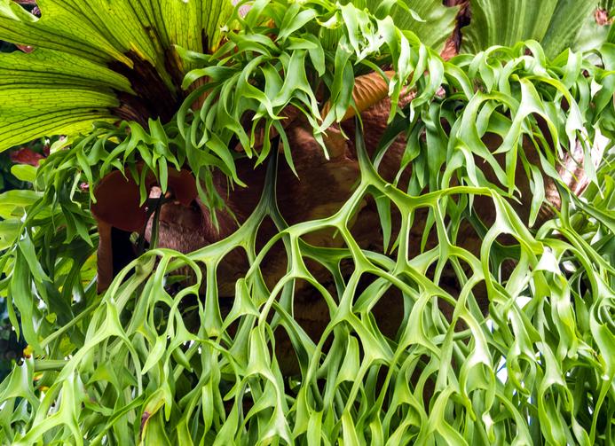 Cuántos tipos de helecho Cuerno de Alce existen ahora