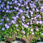Cubresuelos enredadera Mazus Reptans para un jardín colorido