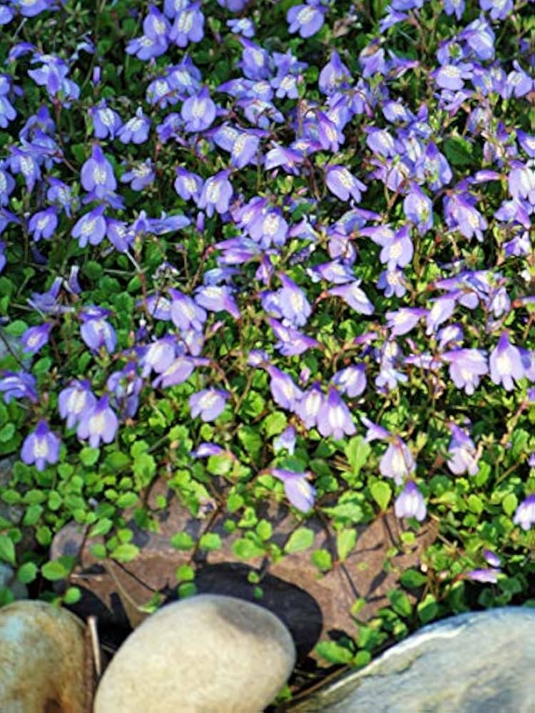 Cubresuelos enredadera Mazus Reptans para un jardín colorido