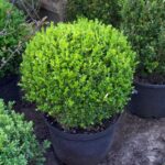 Cuidado de boj en macetas y plantación en contenedores
