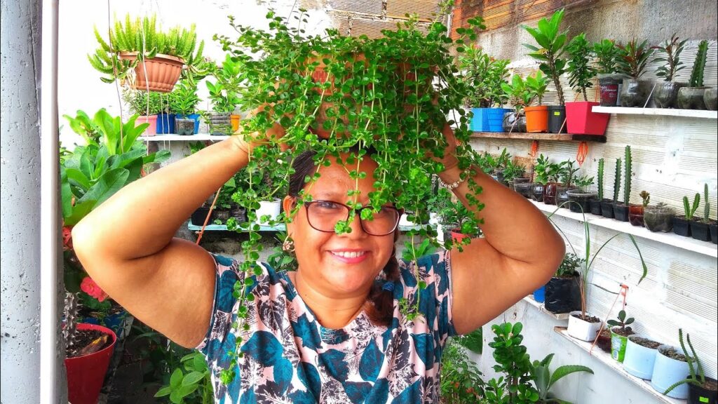 Cuidado de la Flor Lágrima de Corazón – Cómo Cultivarla