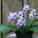 Cuidado de Streptocarpus: Guía completa para plantas de interior