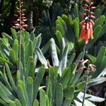 Cuidado del Aloe abanico: Todo sobre la planta Aloe abanico