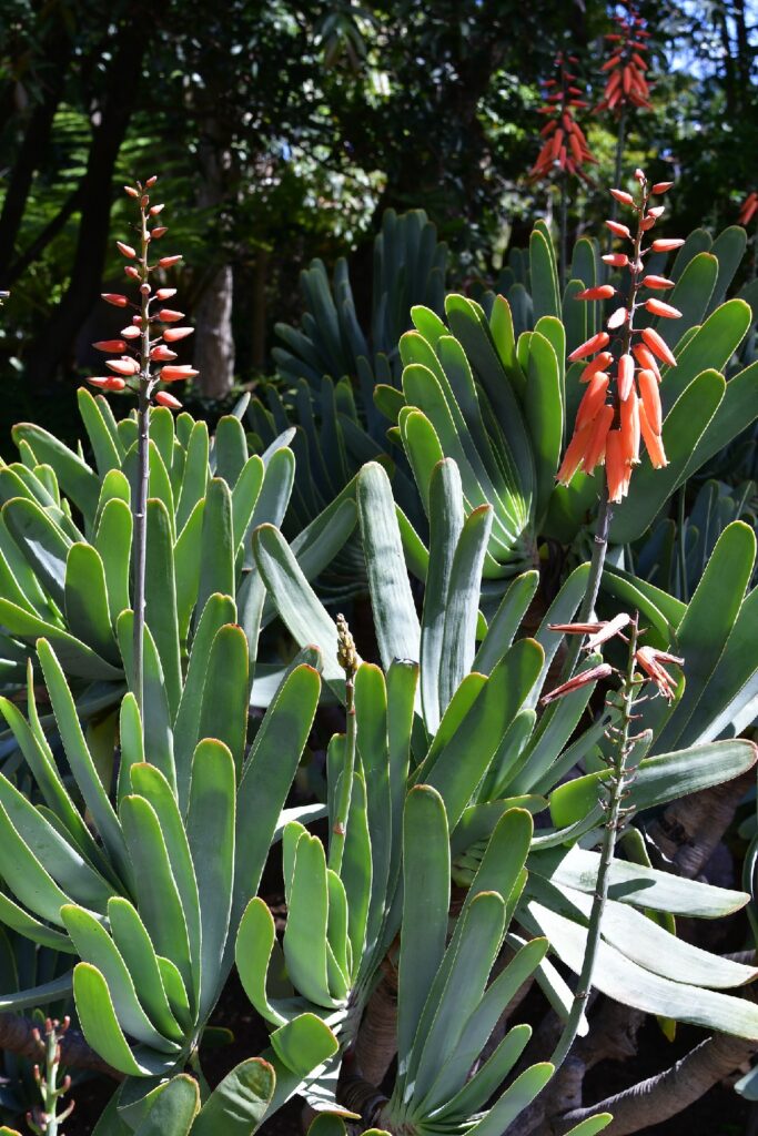 Cuidado del Aloe abanico: Todo sobre la planta Aloe abanico