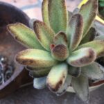Cuidados básicos de planta panda en interiores