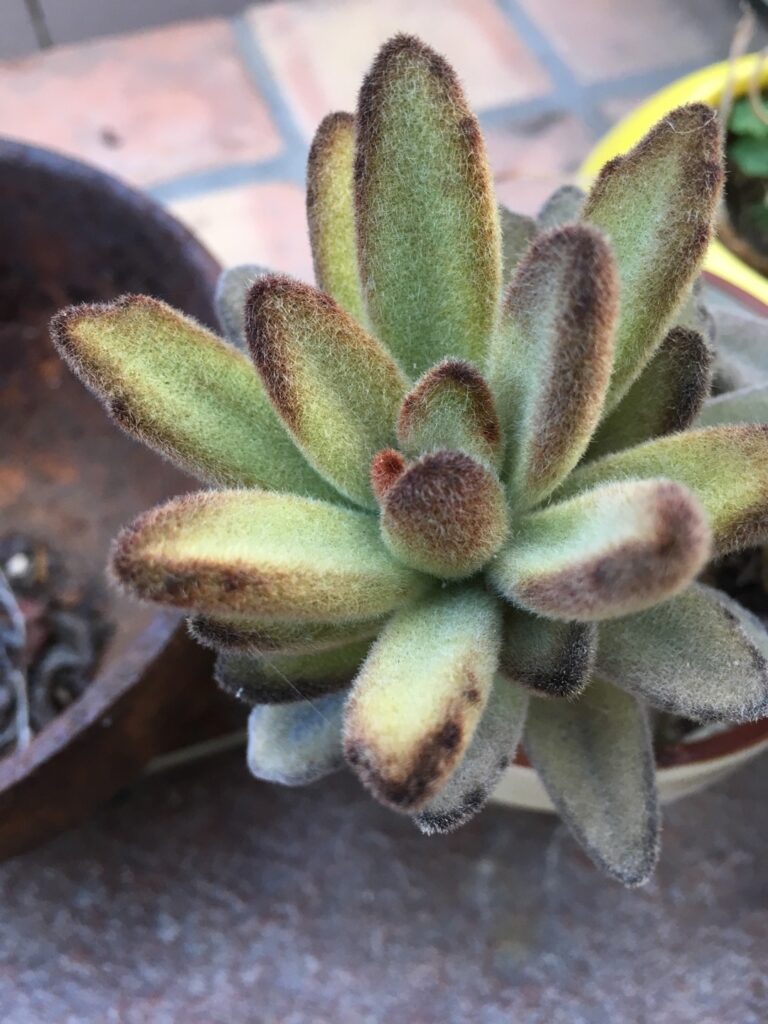 Cuidados básicos de planta panda en interiores