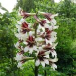 Cuidados de la gigante Cardiocrinum (Lirio Gigante del Himalaya)