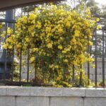 Cuidados de la Trepadora Carolina Jessamine en enrejados