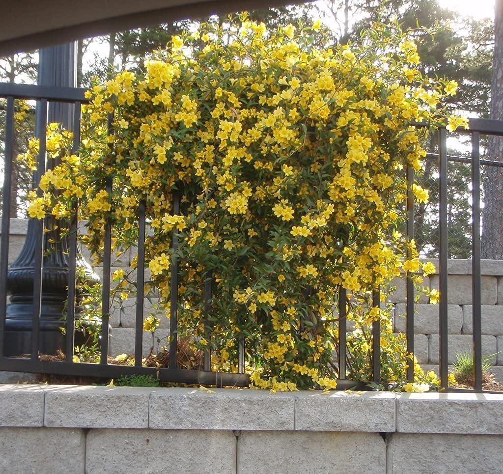 Cuidados de la Trepadora Carolina Jessamine en enrejados