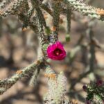 Cuidados del walking stick cholla: aprende cómo mantenerla