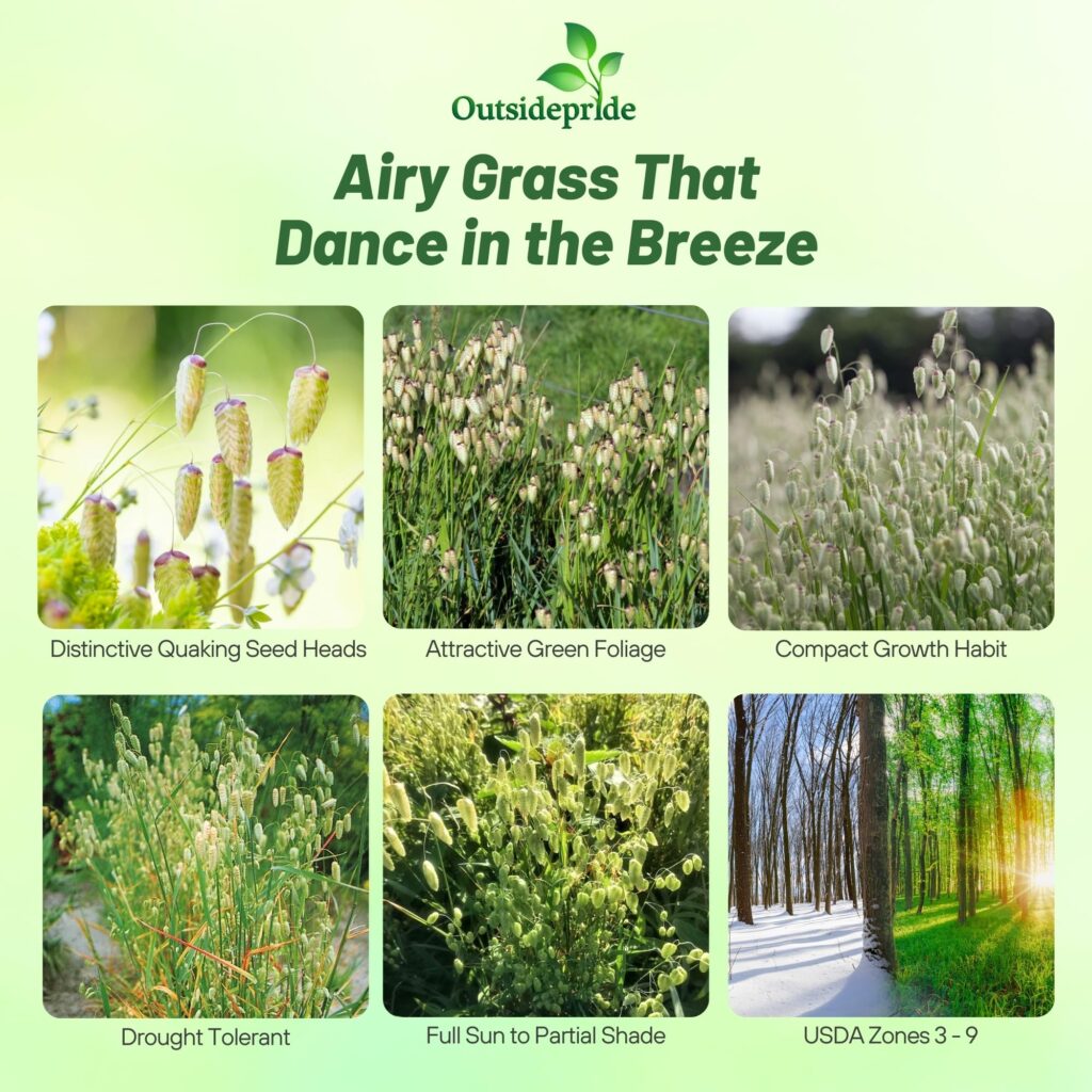 Cuidados e información de la hierba temblona ornamental