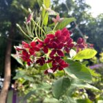 Cuidados esenciales de la enredadera Rangoon Creeper
