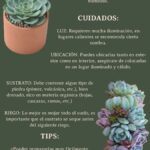 Cuidados para cultivar Graptoverias en casa