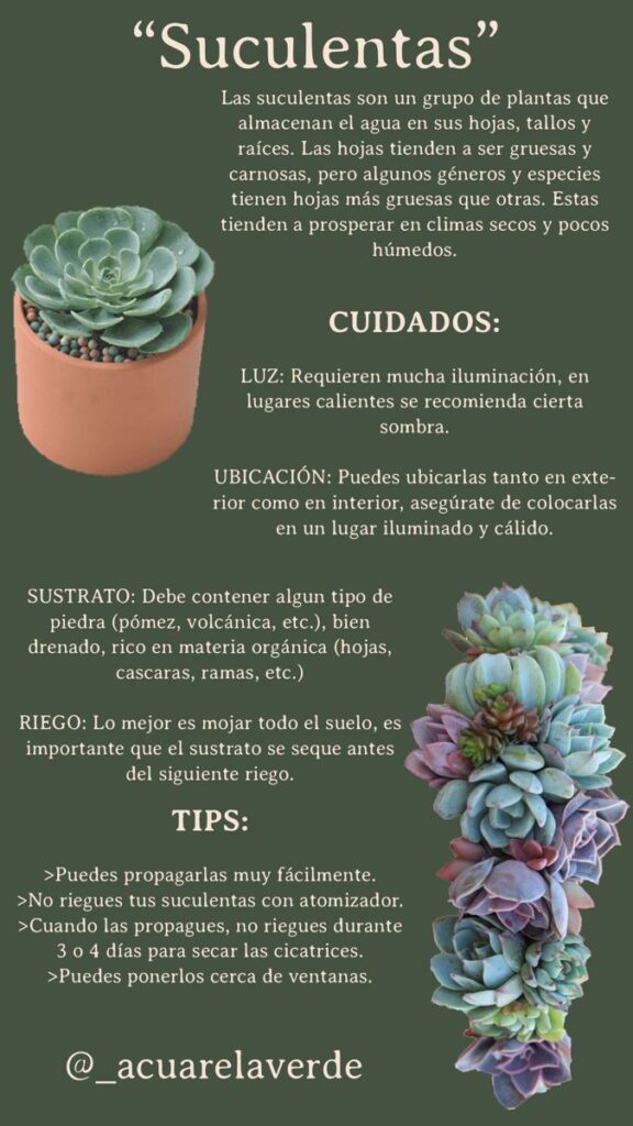 Cuidados para cultivar Graptoverias en casa