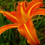 Cuidados para cultivar Hemerocalis de floración continua