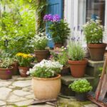 Cuidados para jardín de flores silvestres en jardinera elevada