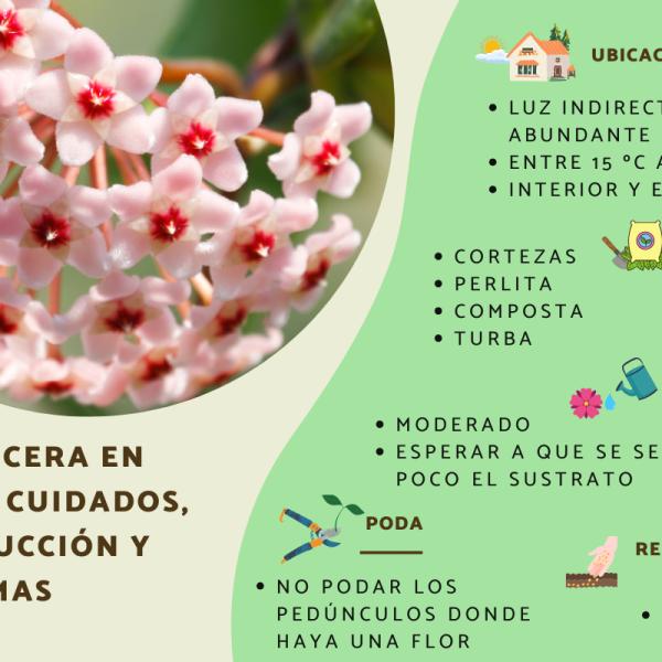 Cuidados para una flor de cera o wax mallow