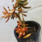 Cuidados y características de la suculenta Coppertone Stonecrop