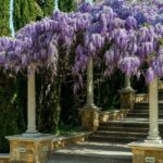 Cultivar glicinias en jardines, es recomendable