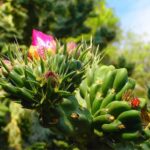 Cultivar plantas en peligro de extinción en tu jardín