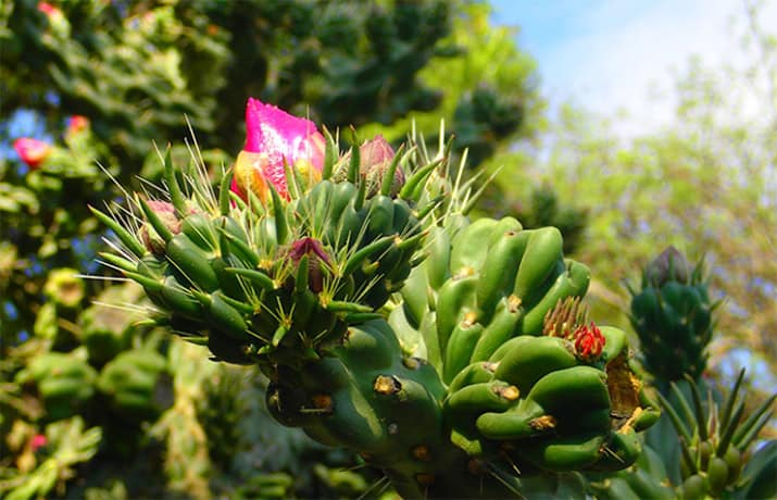 Cultivar plantas en peligro de extinción en tu jardín