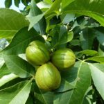 Cultivar semillas de mantequilla y producción por planta