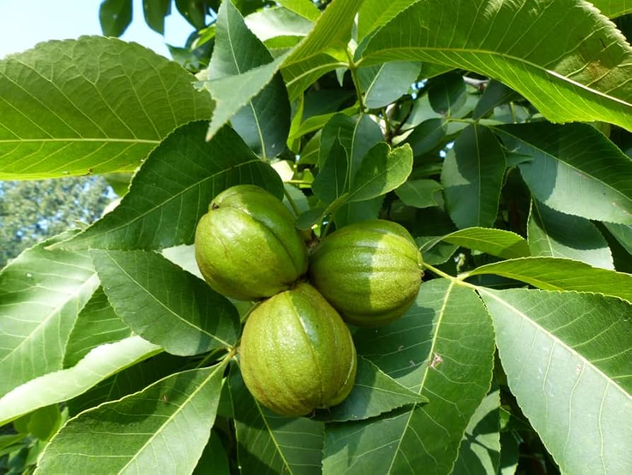 Cultivar semillas de mantequilla y producción por planta