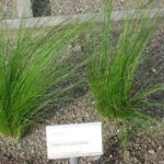 Cultivo de esparto chino y cuidados del ciprés de esparto