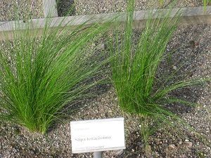 Cultivo de esparto chino y cuidados del ciprés de esparto