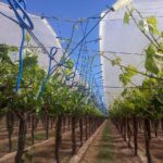 Cultivos beneficiosos para plantar alrededor de las uvas