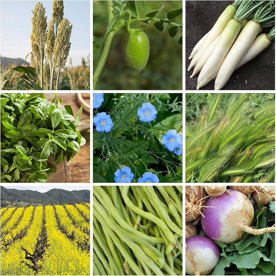 Cultivos de cobertura invernales para jardines en Zona 7