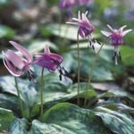 Curiosidades sobre el Trout Lily o Dogtooth Violets