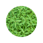 Datos y usos de la planta de cilantro vietnamita