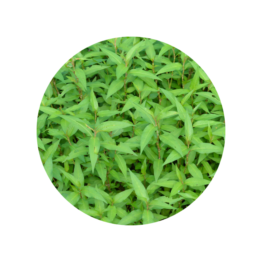 Datos y usos de la planta de cilantro vietnamita