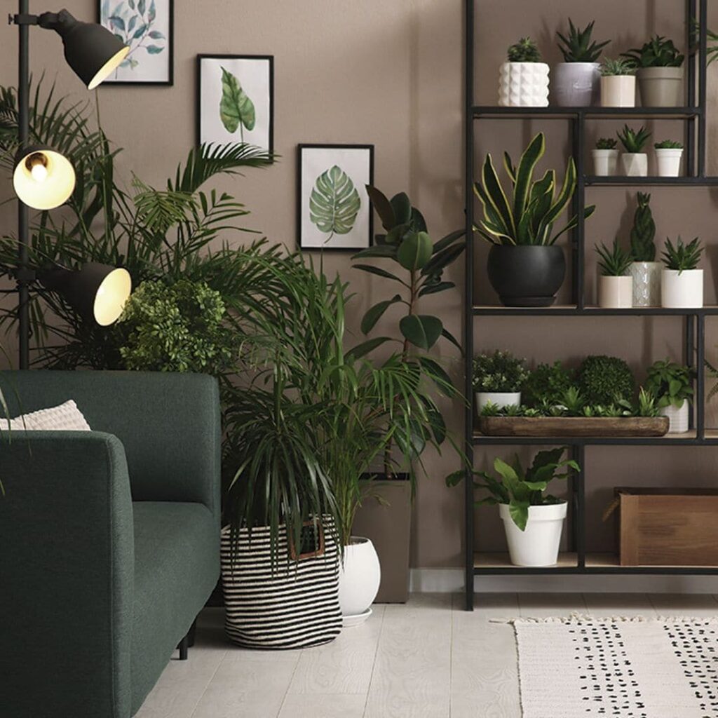 Decora tu hogar con plantas de interior elegantes y hermosas