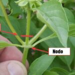Dejar florecer la albahaca y cómo pinzar flores