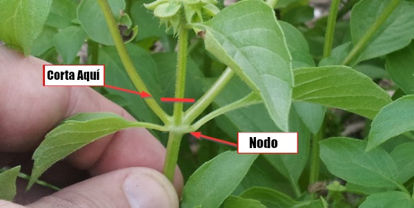 Dejar florecer la albahaca y cómo pinzar flores