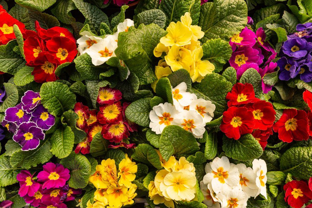 Descubre la belleza de la planta Onagra en tu jardín