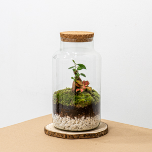 Descubre la magia de los Mini Jardines de Interior