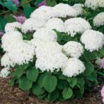 Descubre los arbustos de Hydrangea macrophylla blancos