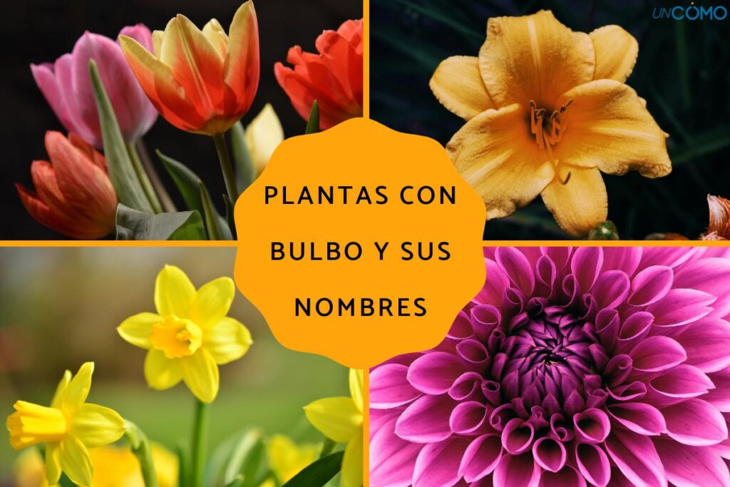 Descubre los tipos de bulbos de flores disponibles