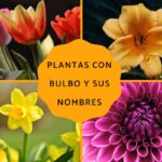 Descubre los tipos de bulbos de flores disponibles