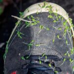 Descubre plantas hitchhiker que se adhieren a la ropa