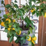 Descubre plantas para cultivar bajo árboles cítricos