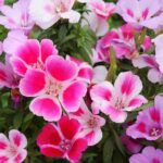 Descubre todo sobre la flor Godetia: Adiós a la Primavera