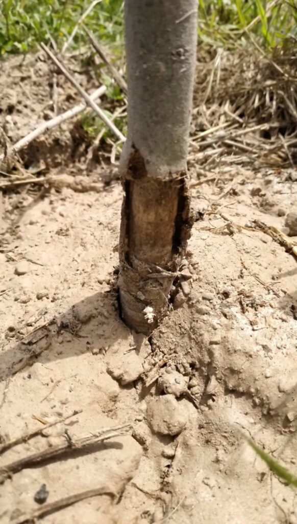 Desprendimiento de corteza en fresnos: qué hacer