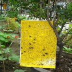 Desventajas de trampas pegajosas amarillas en el control de plagas