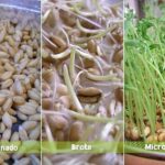 Diferencia entre brotes de flores y de hojas en plantas