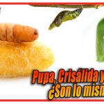 Diferencia entre crisálida y capullo en insectos